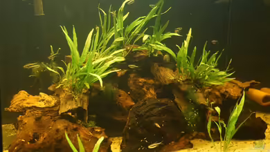 Hypancistrus zebra (L46) Zuchtbecken von Thomas De Vries