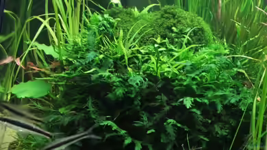 Hypercube von DPGCidol