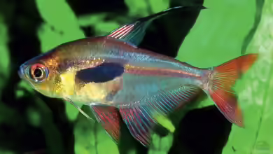 Hyphessobrycon epicharis im Aquarium halten