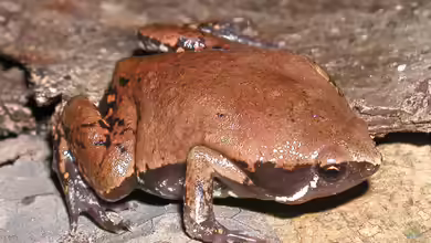 Hypopachus variolosus im Terrarium halten