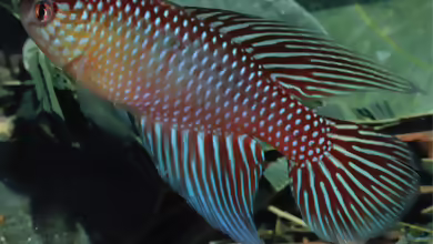 Hypsolebias fulminantis im Aquarium halten