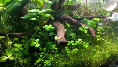 i love leaves ! von Ayahuasca