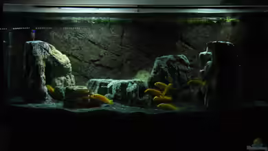 i love stones ;) Aufgelöst von Ayahuasca