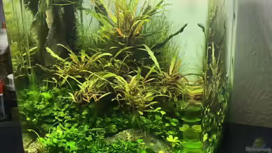 i love stones, again ! von Ayahuasca