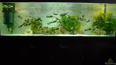 Ikola - Becken Nur noch als Beispiel von Ikolaner