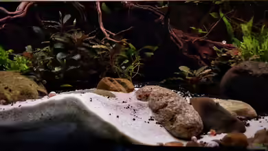 Im Reich der Halbschnäbler und Pferdekopfschmerlen von Junglist