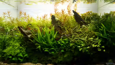 In den Dschungel - aufgelöst - von Micha...