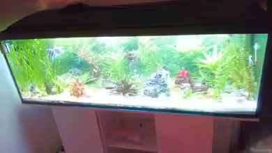 inais gesellschaftsbecken von Inai Whang