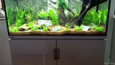 Incpiria 300 Gesellschaftsbecken von Fliegerle