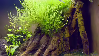 INDIEN - Vembanad Lake, Mangroven Pathiramenal Isl von Roland Saager