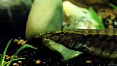 Indischer Zwergstachelaal: Macrognathus pancalus im Aquarium