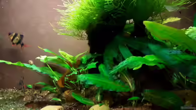 INDONESIEN, BORNEO – UFER IM LAKE SENTARUM von Roland Saager