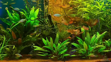 Indonesischer Bach von Uwe Trauernicht