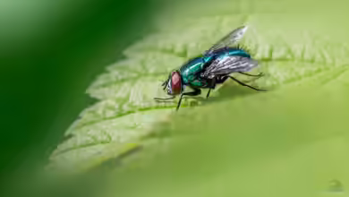 Insekten - Die artenreichste Tiergruppe der Erde und ihre faszinierende Bedeutung für Natur und Mensch