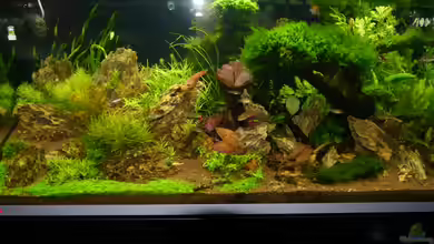 Inspiration of community von foxi