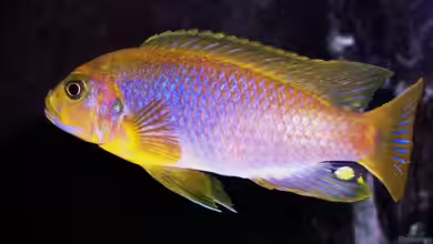 Iodotropheus sprengerae im Aquarium halten