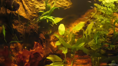 Irgendwo im Amazonas von Fishfan