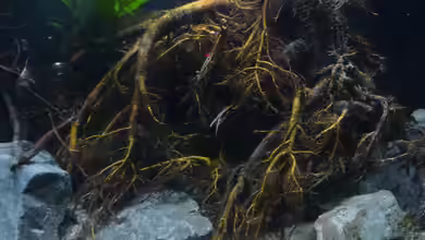 Irgendwo in Asien von DerImperator