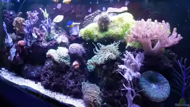 Irgendwo in der Südsee von Tim1979