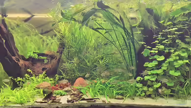 Irgendwo in Südamerika von Piscis