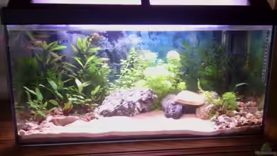 Isabell ihr Aquarium von Papa Rainer