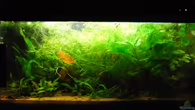 Ismaninger Krautbach ;) NICHT mehr in Betrieb von Peter Meyer