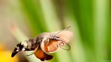 Ist ein Taubenschwänzchen selten? Alles über den faszinierenden Kolibrifalter im Garten