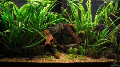 Jans Blaupunktbuntbarsch-Pflanzenbecken von Jan16