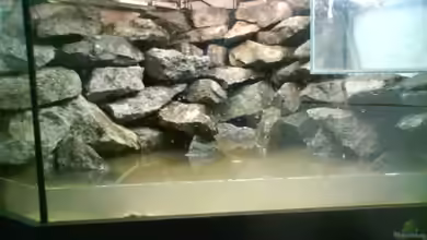 Jans Mbuna Delta Becken von leutert1