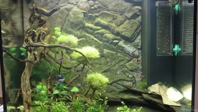 Japangarten Shing Ping von Niklas Urban