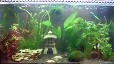 Japanischer Garnelengarten von Brausefisch