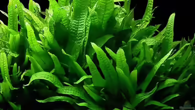 Javafarn: Robuste und vielseitige Aquarienpflanze für Süßwasseraquarien