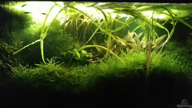 Javamoos Dschungel von Gregor