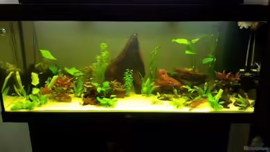 Jensens Allerlei von Jensen82