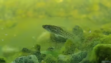 Jenynsia lineata: Echter Linienkärpfling im Aquarium halten