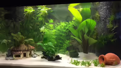 Jojo und Haileyümchen von Jojo und Haileyümchen