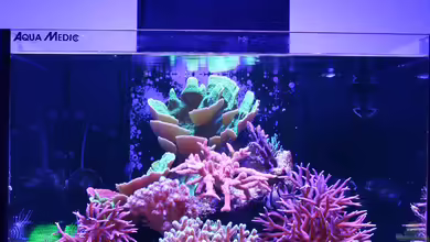 Jojos Cubicus von Nano Jojo