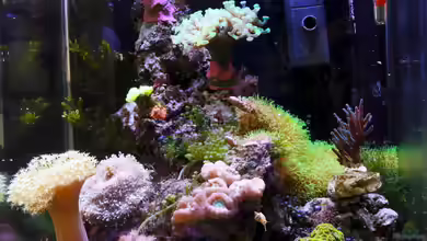 Jojos Nano-Riff von Nano Jojo