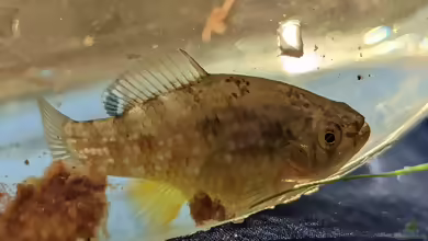 Jordanella floridae: Floridakärpfling im Aquarium halten