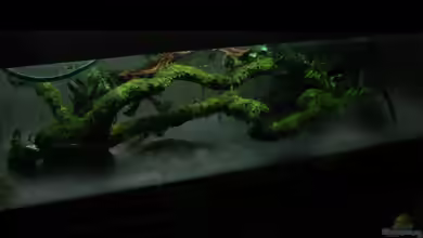 Jungelsumpf- Bauphase ) von johnK