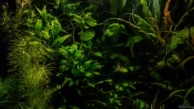 Jungle - Trigonostigma somphongsi und Betta von fischgarage