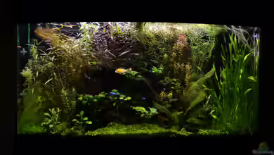 Juwel 180 Vision (Aufgelöst 2018) von Rotkopfsalmler