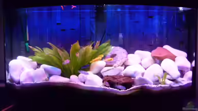 Juwel Aquarium Vision 260 mit Unterschrank von Chrstian Seupel