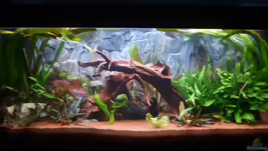 Juwel Aquarium von andee