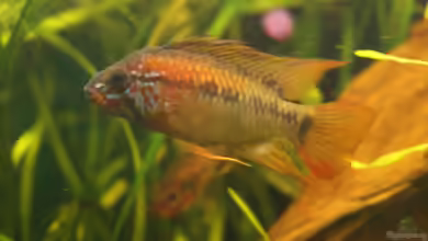 Juwel Delta 100 von Andy_daHousecat