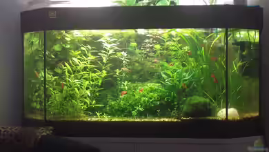 Juwel Delta Becken (nur noch Beispiel) von sonic85