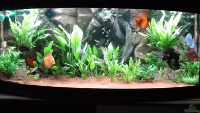 JUWEL DISKUS AMAZONAS von Rene Zwirchmayr