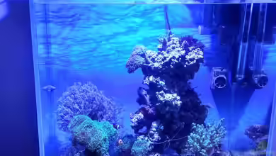 Juwel Lido 120 MEERWASSER Umabau von Micha73