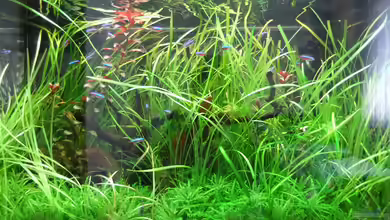 Juwel Rio 125 von Fabian S.