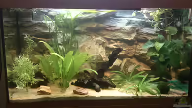 Juwel Rio 125l Südamerika von Sebastian M.